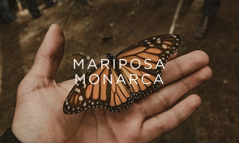Datos interesantes Mariposa Monarca