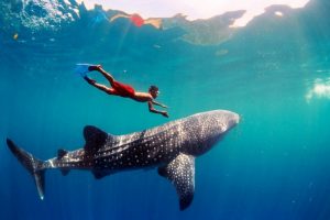 Nado con tiburones ballena holbox