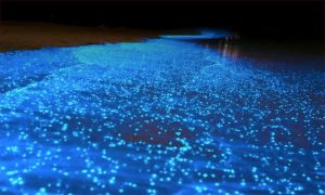 bioluminiscencia holbox