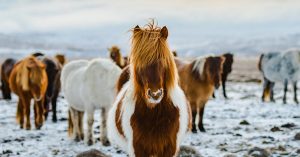 caballos de islandia