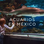 Los mejores acuarios de México del 2024