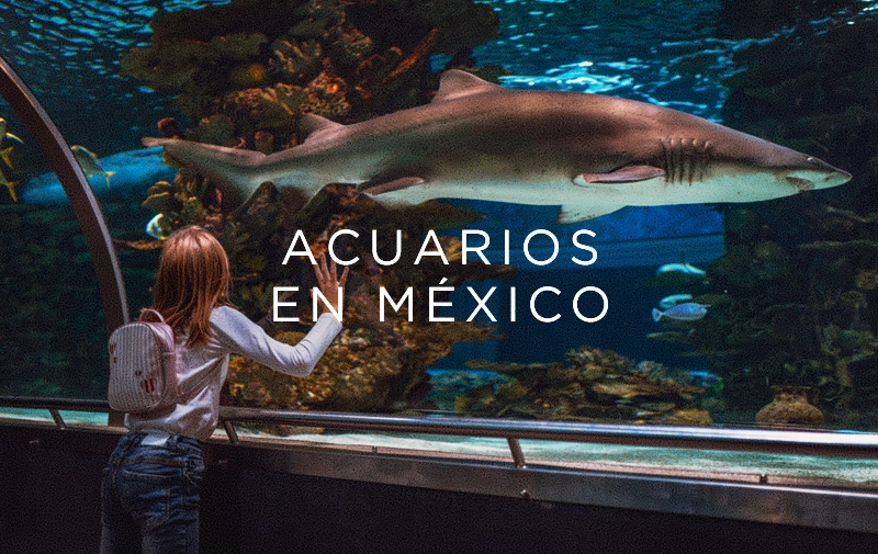Los mejores acuarios de México del 2024